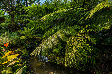 热带花园自然背景中的Fern和树木的绿色性质旅行旅游小路森林热带雨林花园农业环境墙纸紫色图片