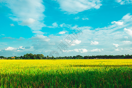 绿稻田 环境自然植物春夏夏季 农村风景土地天空农场场地农田地平线蓝色收成阳光太阳图片
