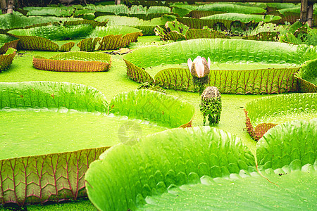 巨型亚马逊河水的近距离自然细节农场荷叶皇家树叶百合荷花池植物池塘荷花绿色图片