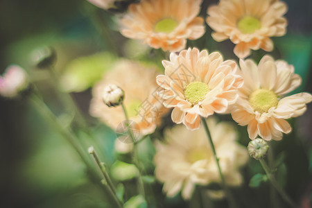 花朵在夏季花园中开花 户外种植花朵图片