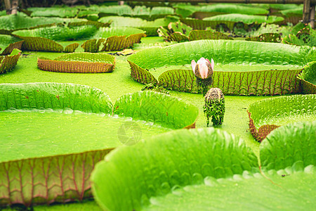 巨型亚马逊河水的近距离自然细节荷叶农场荷花绿色树叶皇家池塘荷花池百合植物图片