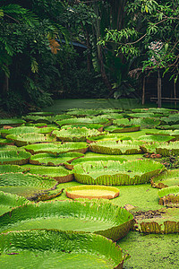 巨型亚马逊河水在自然池塘地貌背景中树叶植物绿色百合皇家荷叶荷花池农场荷花图片