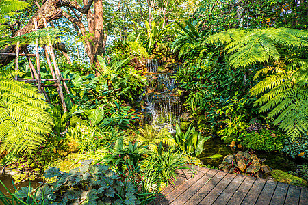 热带花园自然背景环境中蕨类植物和树木的绿色自然瀑布公园旅行花园紫色生长天空农业热带墙纸叶子图片