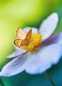 明春清晨 美丽的白花动画在大自然和橙蝴蝶上 绿色背景 宏观和柔软焦点 优美的令人惊叹的艺术形象翅膀橙子晴天昆虫花园环境野生动物季图片