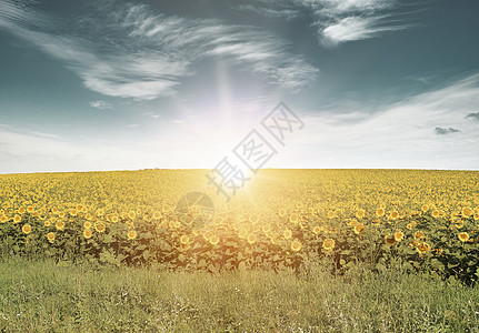 在明亮的向日葵场上 美丽的日出风景太阳花瓣墙纸草地农业晴天天空叶子生长图片
