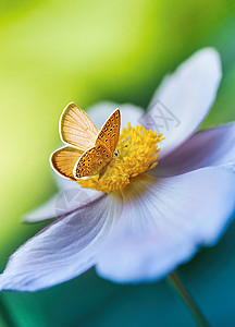 明春清晨 美丽的白花动画在大自然和橙蝴蝶上 绿色背景 宏观和柔软焦点 优美的令人惊叹的艺术形象植物植物学草地野生动物季节翅膀晴天图片