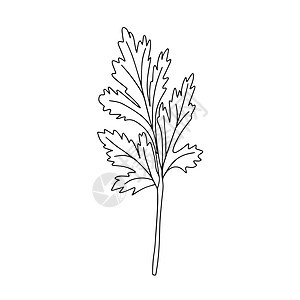 在白色背景上孤立的西兰特罗 鲜香绿色草药的矢量插图树叶厨房芳香美食叶子香气蔬菜标识食物香料图片