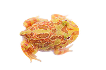 查乔安角青蛙在白色上被孤立动物学濒危野生动物动物柠檬燕麦大嘴橙子宠物生物学图片