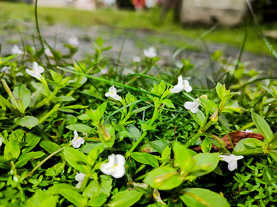 路边的杂草花森林野花草地植物群蓝色村庄绿色生长叶子花园图片