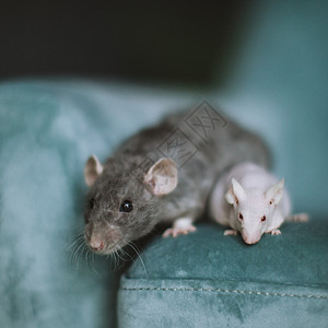 白无毛实验室小鼠和长毛灰鼠工作室实验仓鼠老鼠动物生物学生物哺乳动物害虫房间图片