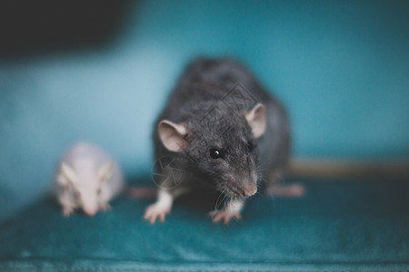 白无毛实验室小鼠和长毛灰鼠动物头发生物老鼠爪子实验仓鼠害虫哺乳动物尾巴图片