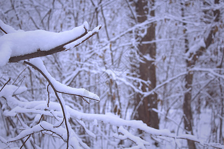 冬季森林下雪覆盖树木图片