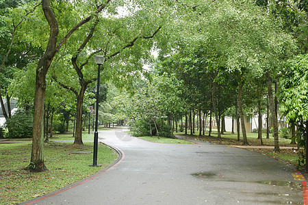 城市公园 清晨步行出行生态人行道线条公园园林树木乡村园艺植物森林图片