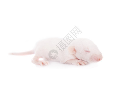 在白色的白色实验室老鼠耳朵工作室鼻子生物学基因展示害虫头发晶须实验图片