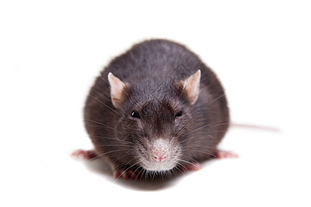 老鼠 三岁白鼠生物胡须动物家畜爪子尾巴头发工作室宠物主题图片