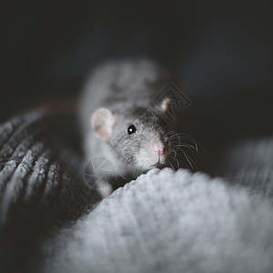 人类手上的灰老鼠毛茸茸实验转基因头发工作室房间老鼠生物晶须宠物害虫图片