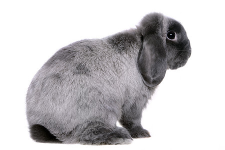黑白羊毛灰兔子矮人动物头发宠物耳朵好奇心褐色灰色野兔毛皮图片