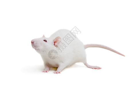 在白色的白色实验室老鼠工作室耳朵实验毛皮哺乳动物头发野生动物生物学尾巴动物图片