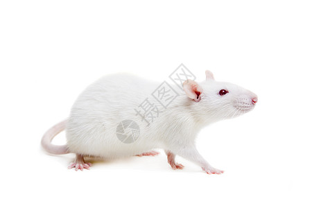 在白色的白色实验室老鼠野生动物哺乳动物毛皮寄生虫头发动物好奇心晶须实验害虫图片