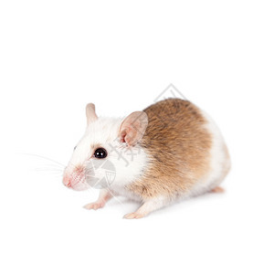 Natal 多重哺乳鼠 剖腹产器 白皮肤友谊乐趣巡航生活哺乳动物动物课程宠物头发老鼠图片