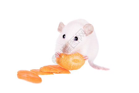 白老鼠吃胡萝卜实验室生物学寄生虫老鼠工作室尾巴害虫展示宠物仓鼠图片