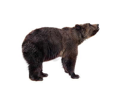 棕熊 乌尔萨斯 Arctos主题哺乳动物捕食者危险力量动物猎人野生动物荒野步态图片