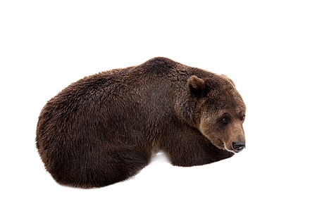 棕熊 乌尔萨斯 Arctos猎人力量动物哺乳动物主题危险野生动物捕食者步态荒野图片