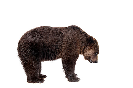 棕熊 乌尔萨斯 Arctos荒野哺乳动物野生动物动物捕食者力量步态猎人主题危险图片