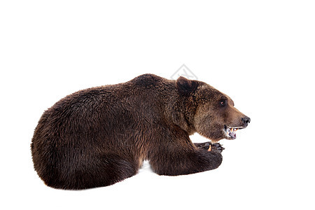 棕熊 乌尔萨斯 Arctos主题荒野步态猎人力量动物野生动物危险哺乳动物捕食者图片