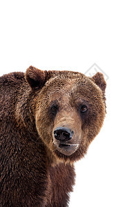 棕熊 乌尔萨斯 Arctos捕食者哺乳动物野生动物力量荒野猎人动物步态主题危险图片