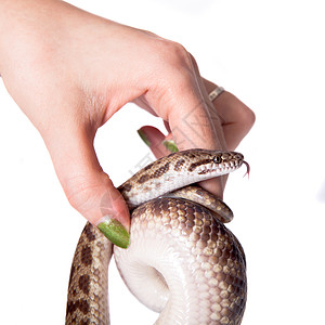 白色背景上的斑点 Python警觉斑蝥动物侵略宠物捕食者荒野爬虫濒危獠牙图片