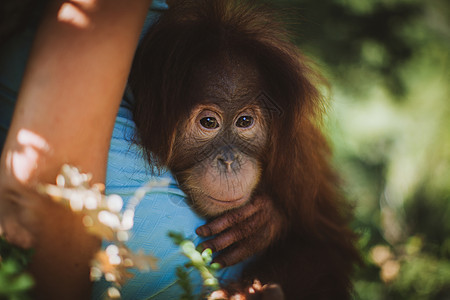 最可爱的婴儿猩猩 挂在动物园的树上女士荒野物种野生动物灵长类哺乳动物保护动物童年毛皮图片
