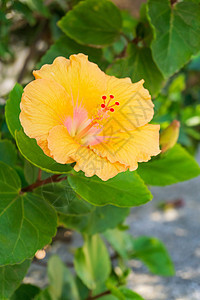 花园中的大黄色     粉红色花朵园艺植物群热带树叶花粉植物花瓣植物学橙花橙子图片