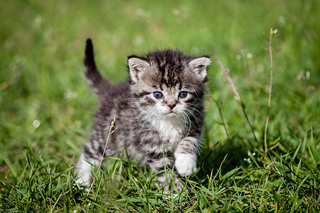 绿草上的灰小猫宠物虎斑场地动物猫科动物头发姿势猫咪明信片胡须图片