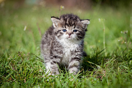 绿草上的灰小猫头发猫科动物宠物毛皮虎斑花园场地胡须明信片姿势图片