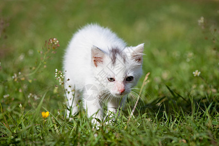可爱的白小猫头发猫科动物明信片哺乳动物动物猫咪姿势花园虎斑兽医图片
