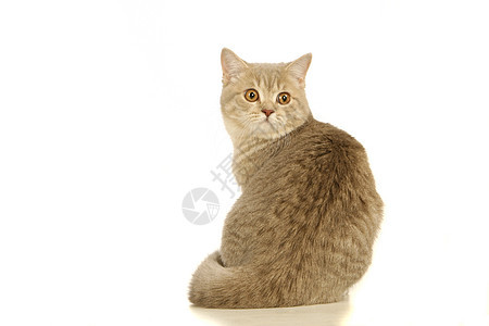 白色的灰色苏格兰猫条纹哺乳动物良种毛皮动物猫咪宠物小胡子食肉几个月图片