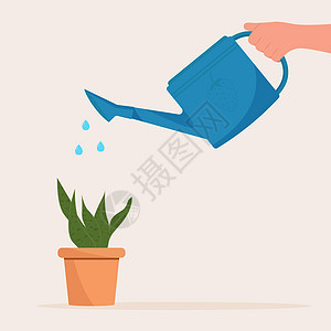 手持自来水罐头 在锅里给家用植物浇水插图塑料液体花园男人树叶叶子植物群家庭园艺图片