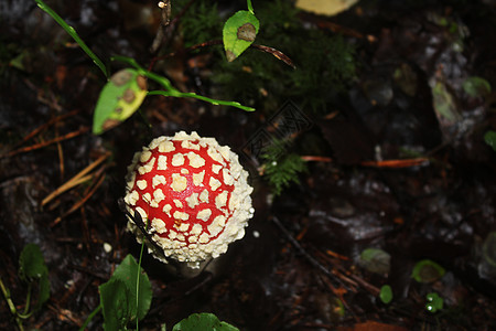 森林中红蘑菇的宏观摄影图片