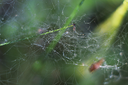 蜘蛛上的露水我们水滴珠子天气蛛网露珠丝绸昆虫蜘蛛网珍珠植物图片