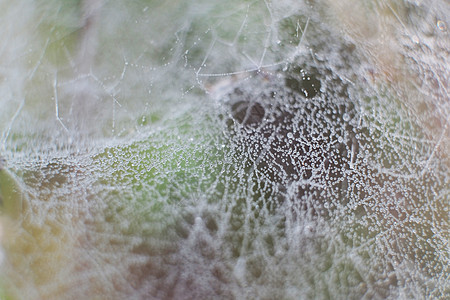 蜘蛛上的露水我们蛛网雨滴水滴植物珠子珍珠天气陷阱丝绸昆虫图片