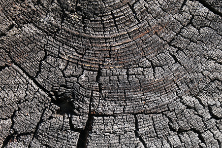 有结和指甲孔的原始木材背景 古老天气恶劣的谷仓木头地面粮食桌子控制板硬木材料松树乡村栅栏剥皮图片