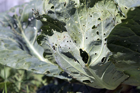 卷心菜叶上的毛虫 害虫 食用作物 毛虫贴近收成叶子园艺疾病生长树叶蜗牛幼虫打败鳞翅目图片