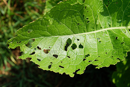 卷心菜叶上的毛虫 害虫 食用作物 毛虫贴近昆虫学农业收成蜗牛疾病农场昆虫叶子幼虫损害图片
