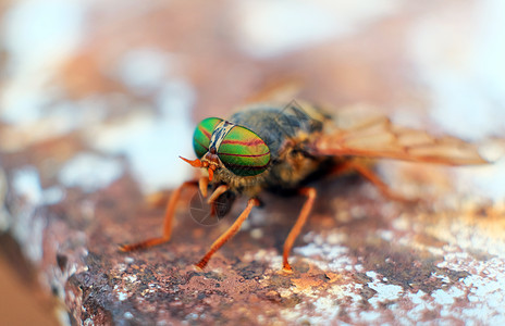 带动态颜色的宏虫昆虫漏洞寄生虫花园眼睛复眼植物马蝇害虫危险荒野图片