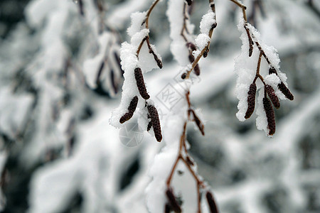 夹在一起的雪覆盖树枝是冬天的大本营木头雪块针叶林地平线童话荒野树木雪花森林分支机构图片