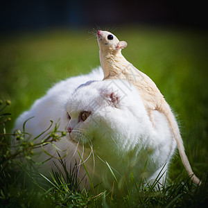 白苏格兰手猫 在草地上有白糖滑翔机动物群荒野胡须野生动物负鼠飞行夜曲环境乐趣兽医图片