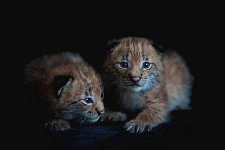 两只黑背景的漂亮的欧亚林克幼崽食肉动物乐趣野生动物晶须工作室婴儿幼兽捕食者荒野图片