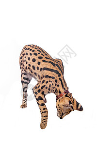 美丽的质役 勒帕蒂德尔鲁斯质役宠物仆人毛皮野猫胡须橙子哺乳动物动物园猫科动物图片