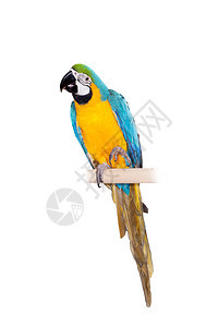 白色背景的蓝色和黄色 Macaw脊椎动物俘虏宠物生物主题金刚鹦鹉羽毛鹦鹉栖息全景图片